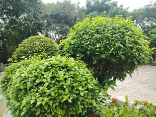 绿色灌木景观