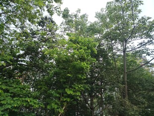 茂密森林绿意盎然