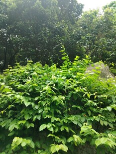 繁茂绿植