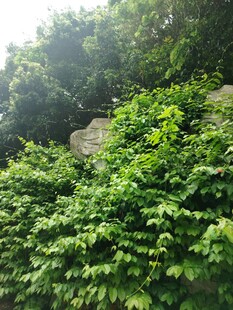 绿意盎然的繁茂植物景观