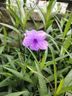 翠芦莉