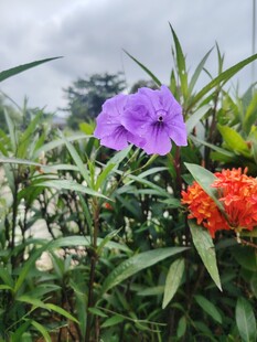 翠芦莉