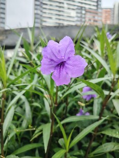 翠芦莉