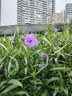 翠芦莉