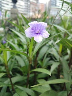 翠芦莉