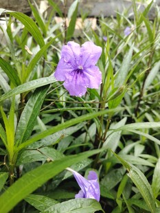 翠芦莉