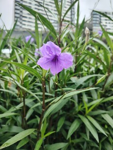 翠芦莉
