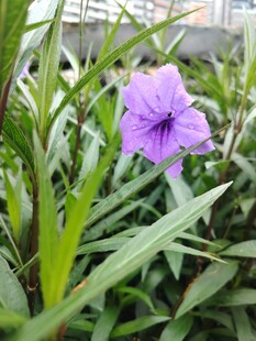 翠芦莉