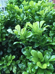 翠绿繁茂的绿植景观