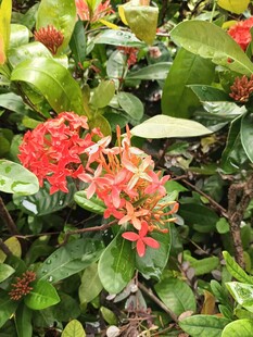 鲜艳龙船花与绿叶相依
