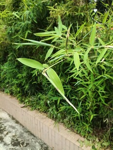路边翠绿竹叶生机勃勃