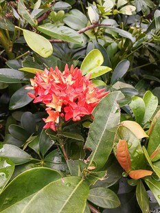 鲜艳龙船花绽放绿叶间