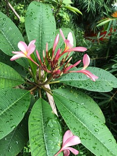 粉色鸡蛋花与绿叶