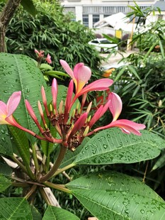 娇艳粉色鸡蛋花绽放