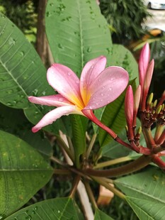 娇艳鸡蛋花绽放绿叶间