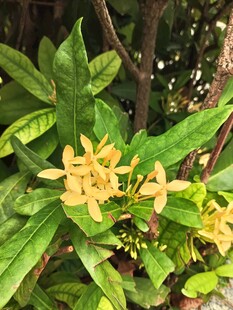 绿叶间的黄色小花