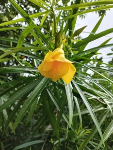 娇艳黄花开于绿叶间