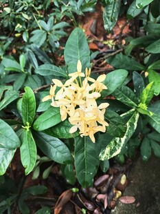 黄色花朵绽放绿叶间