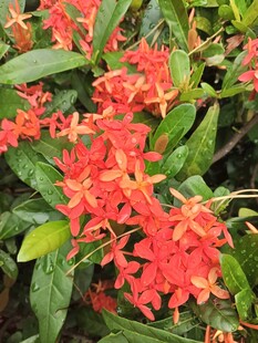 鲜艳缤纷的红色花卉绽放