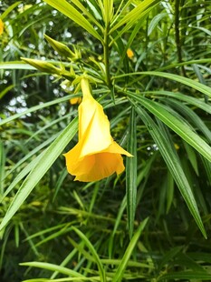 黄色悬垂花绽放绿叶间