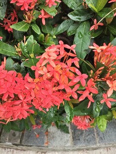 鲜艳龙船花绽放