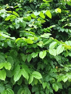 翠绿繁茂的植物叶片