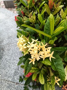 黄色星状花朵绿植