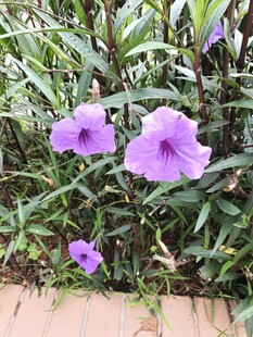 紫色喇叭花绽放于绿叶间