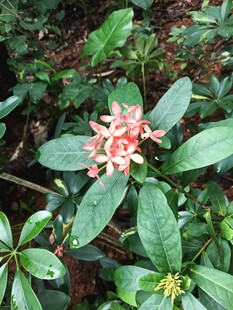 娇艳瑞香花