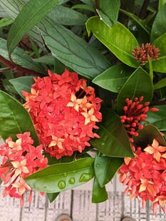 艳丽龙船花绽放绿叶间