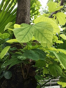 翠绿繁茂的热带植物叶片