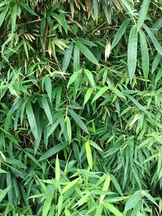 翠绿竹叶
