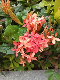 鲜艳粉红花簇绽放