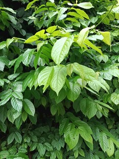翠绿繁茂的叶片景象