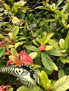 绿叶间的蝴蝶与艳丽花朵