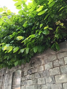 绿叶爬满古朴砖墙