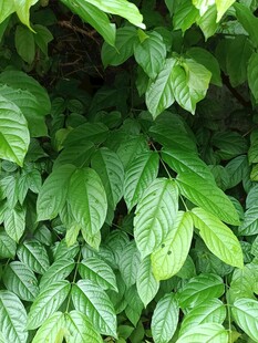 翠绿繁茂的植物叶片