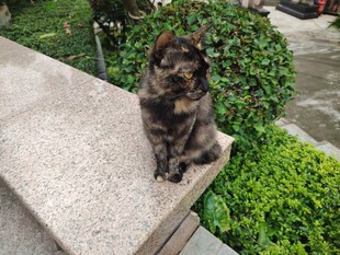 石台上的可爱猫咪