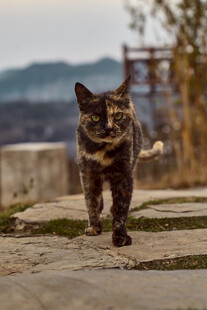 户外行走的斑纹猫咪
