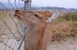 小鹿伸舌舔围栏