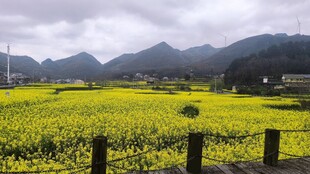 金黄油菜花田与远山美景