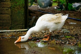 白鹅低头饮水画面