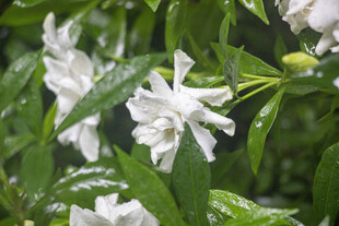 雨中洁白绽放的栀子花
