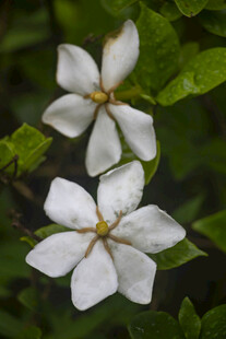 两朵素雅栀子花