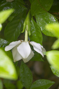 栀子花雨中绽放的白色素雅花朵