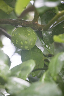雨中香泡果实
