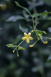 探春花黄色小花绽放枝头