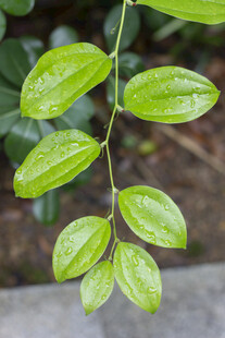 菝葜嫩绿叶片植物特写