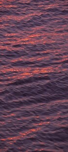 紫海碎金