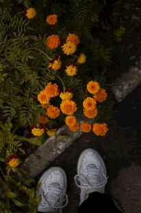 脚下绽放的橙色小花